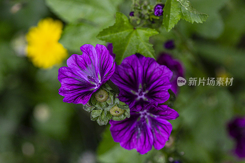 Malva Sylvestris -锦葵药草